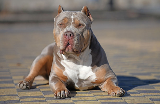 Sorting out Bully Breeds: A Total List