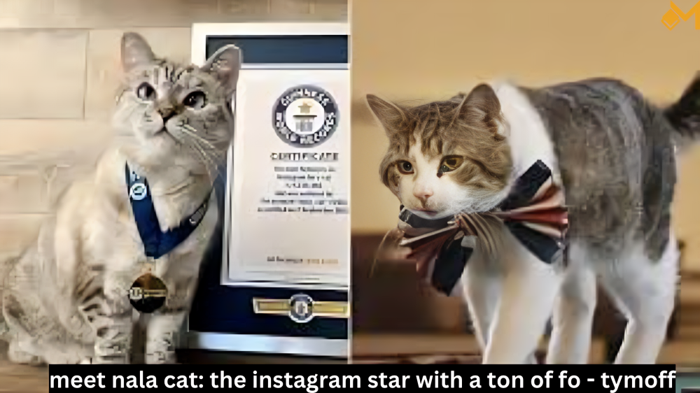 meet nala cat: the instagram star with a ton of fo - tymoff