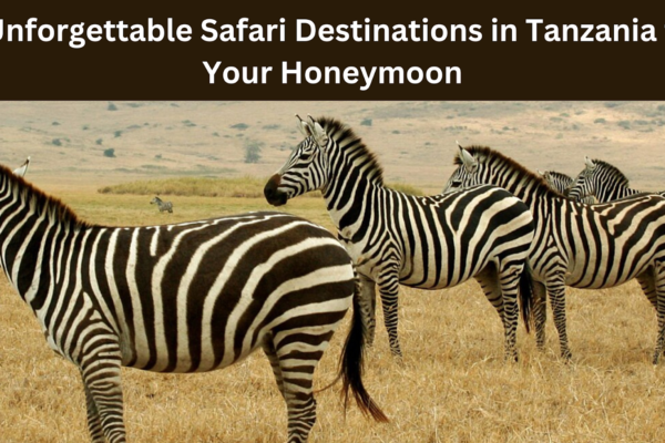 5 Unforgettable Safari Destinations in Tanzania for Your Honeymoon