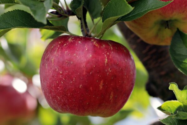 The Versatility of Espalier Apple Trees