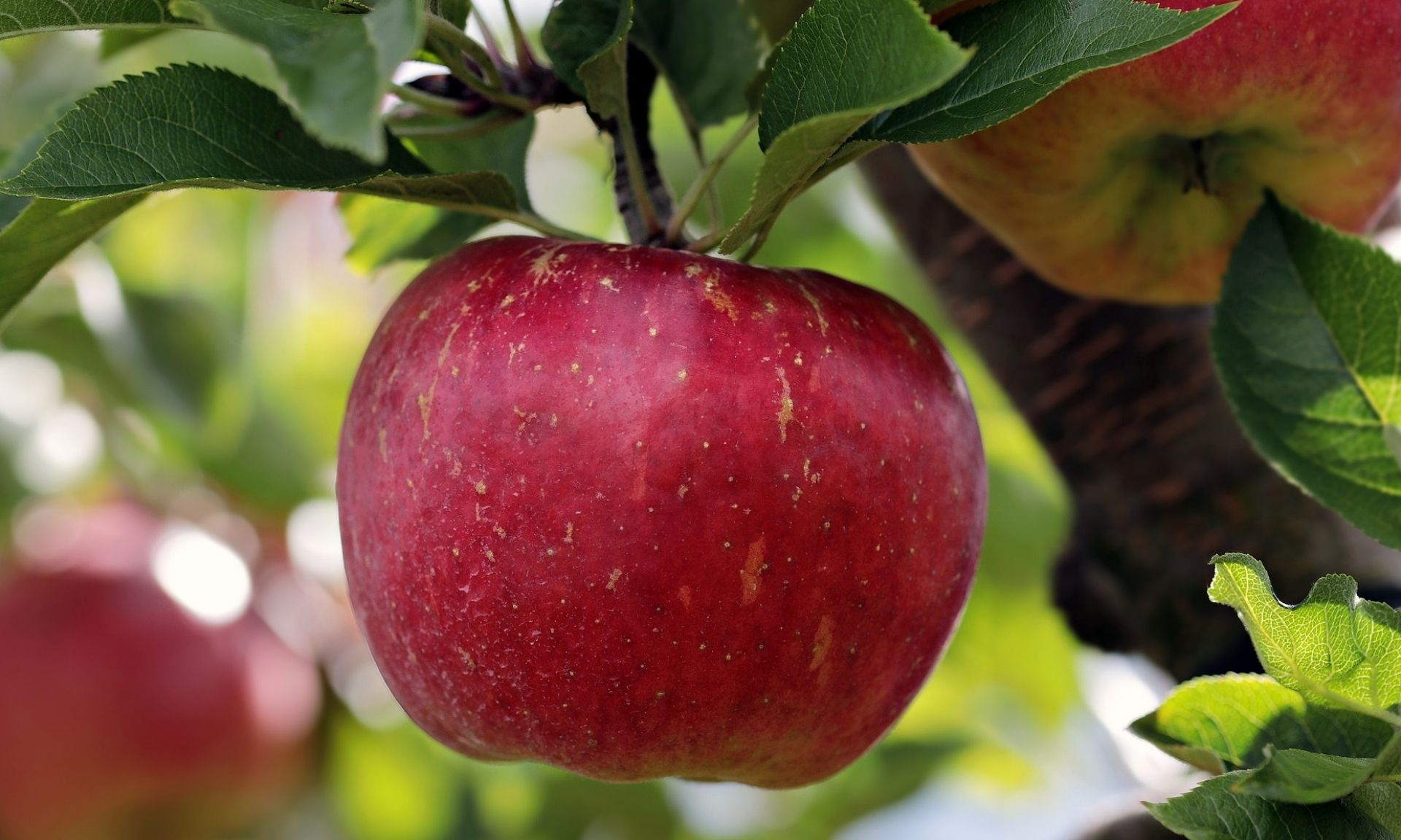 The Versatility of Espalier Apple Trees